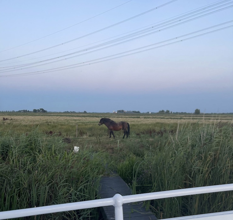 paard leeuwarden meerval