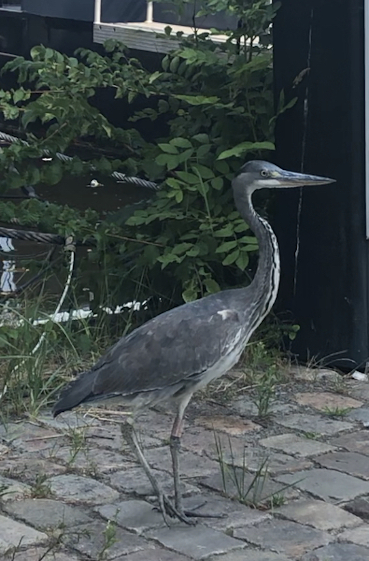 21 reiger amsterdam meerval