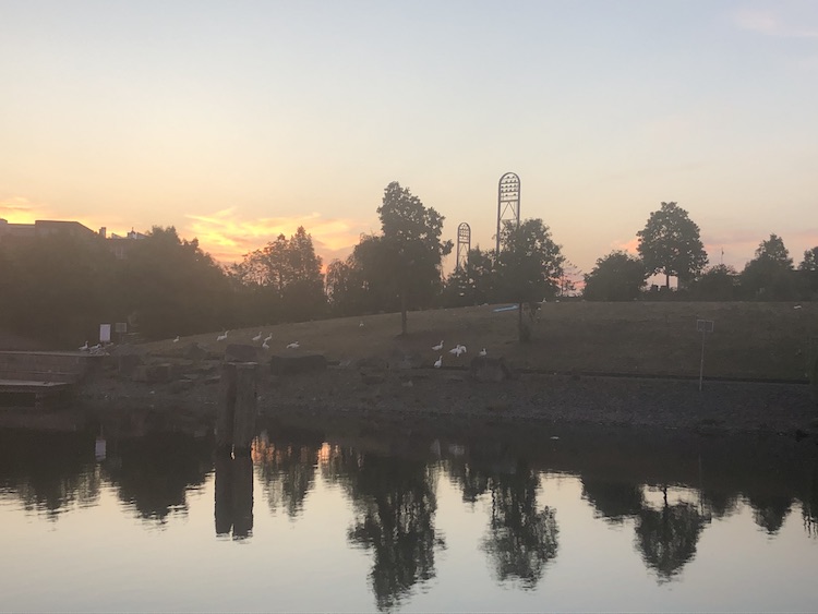 vondelpark meerval