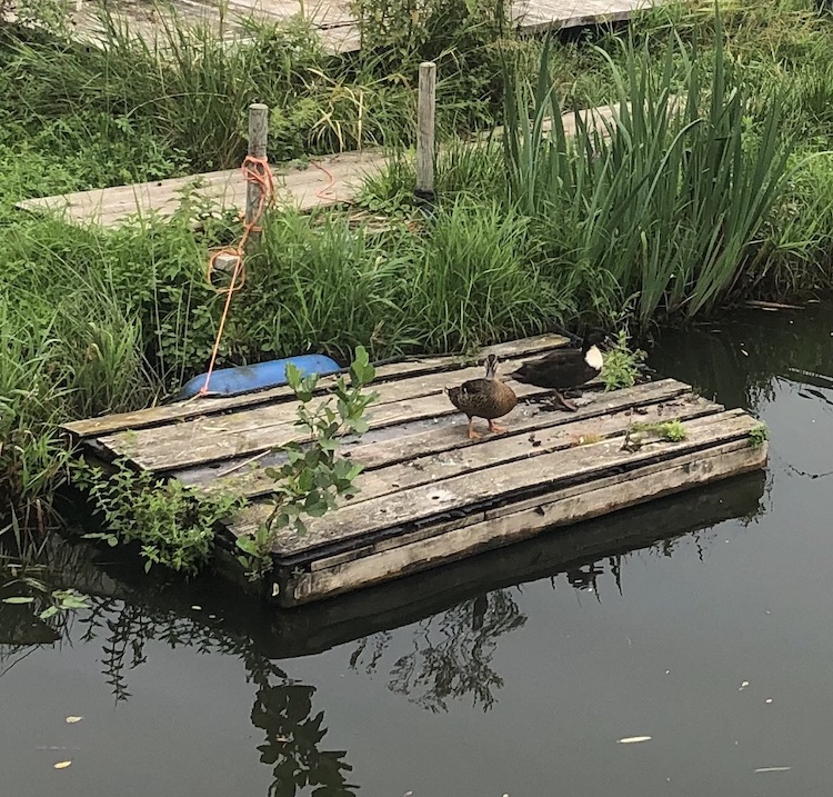 Eenden lemmer Meerval