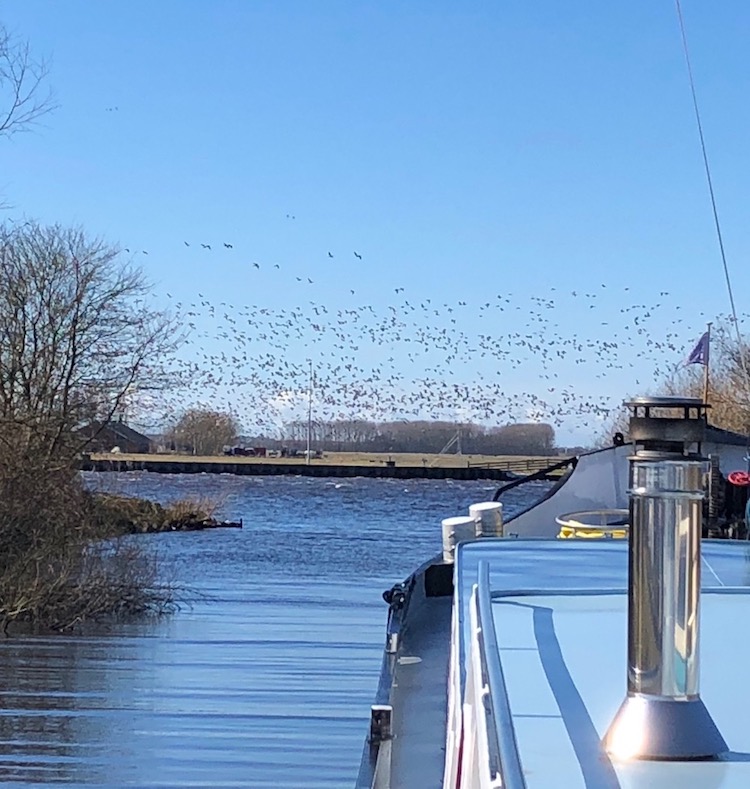 vogels voorbij meerval