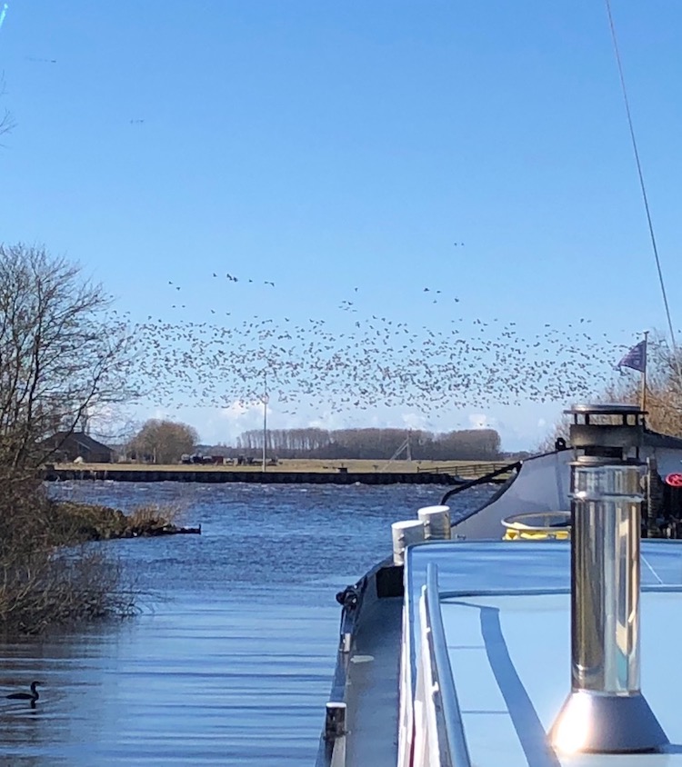 zwerm vogels voorbij meerval