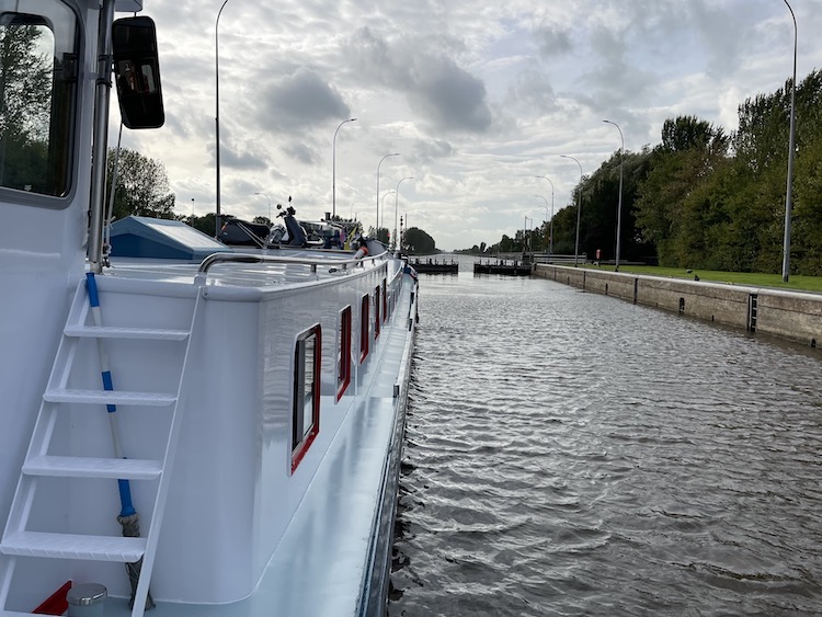 Sluis meerval