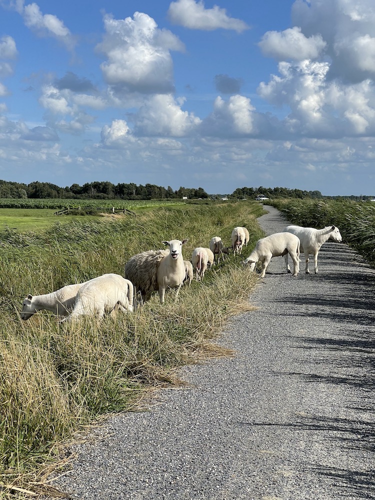 schaapjes joure Meerval