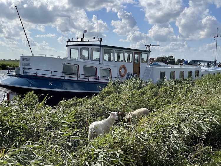 schaapjes joure naast schip Meerval