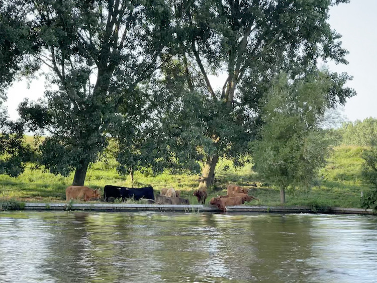 koeien waterkant sneek Meerval