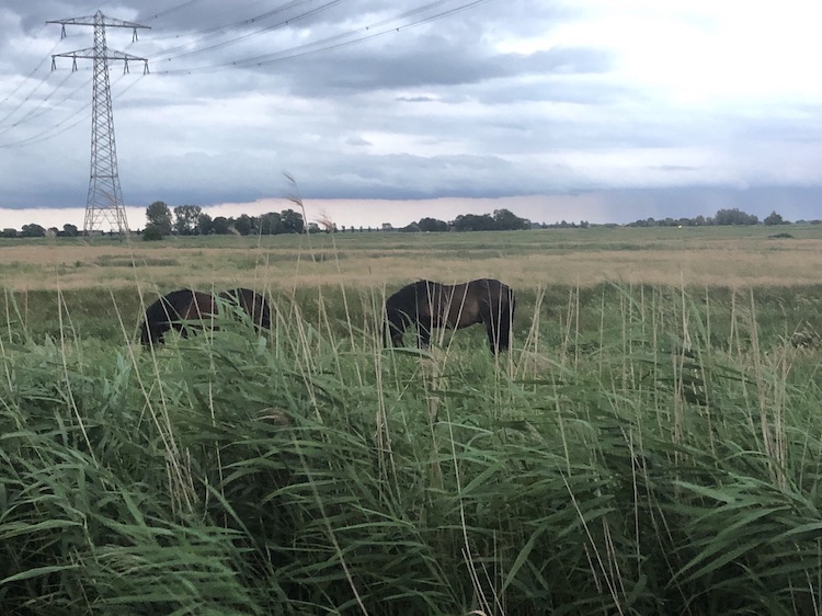 leeuwarden meerval