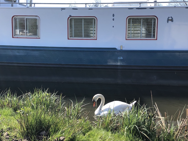 zwaan meerval