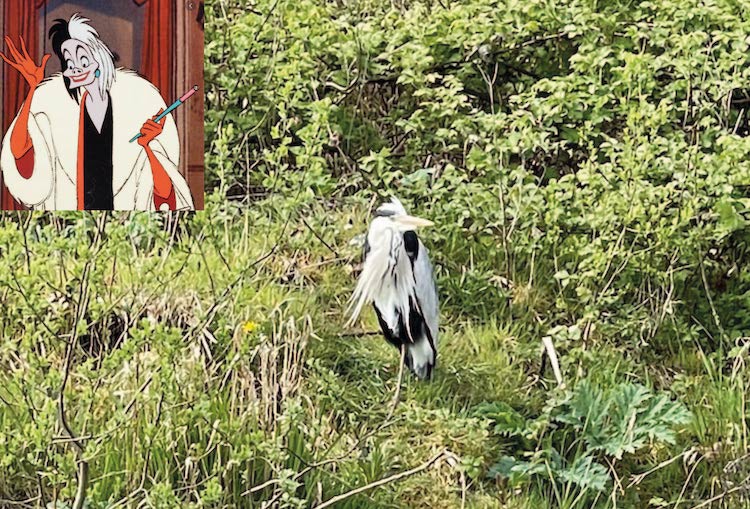 meerval cruella de vil reiger