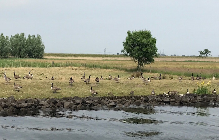 beestjes aan de kant1