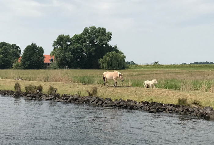 beestjes aan de kant2