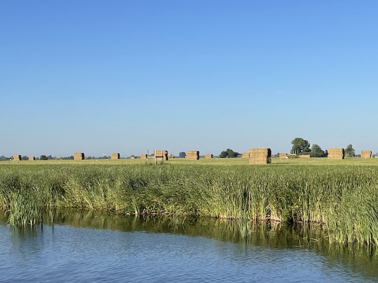 fields of gold meerval