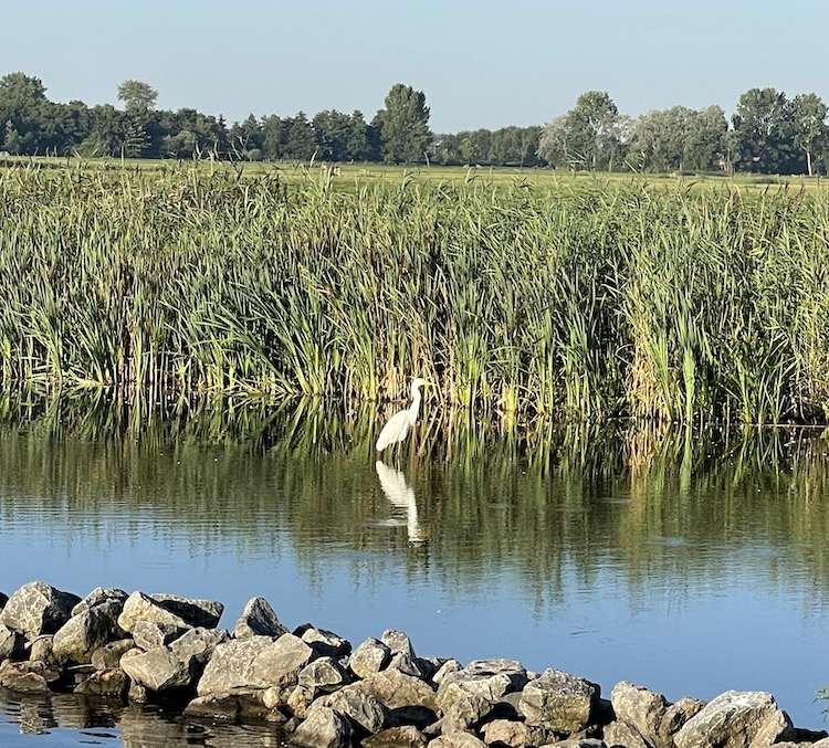 reiger meerval