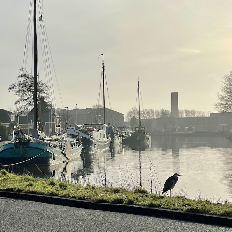 5 haven hoogkerk Meerval