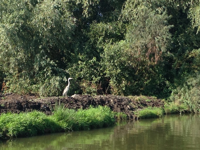 reiger1