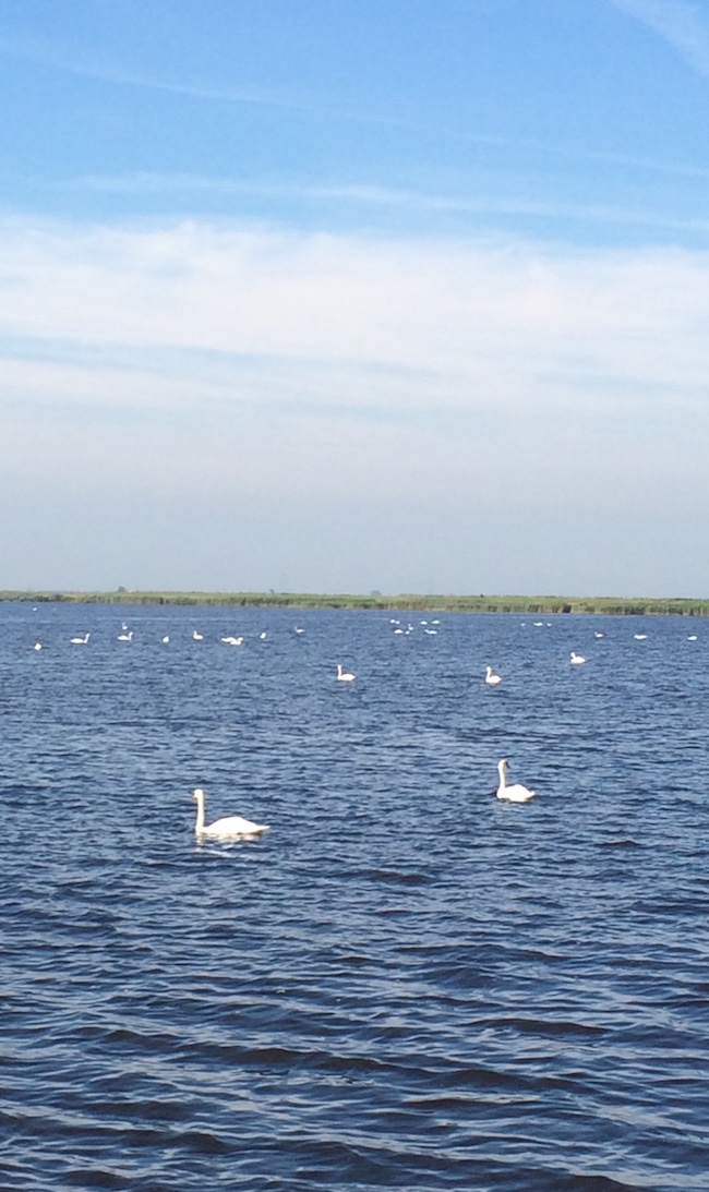 25.1zwarte meer zwanen