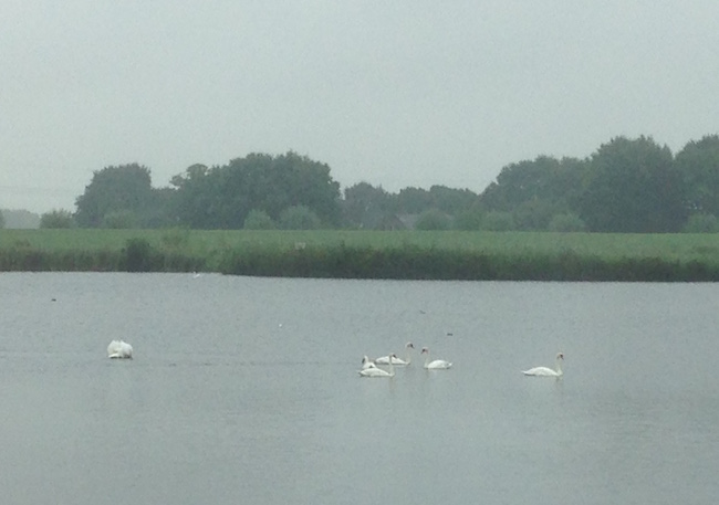 36 zwarte meer zwanen