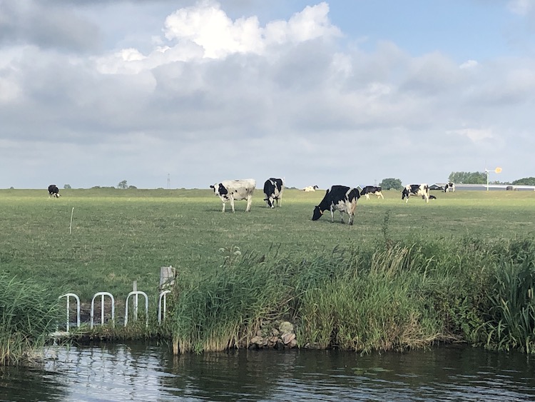 meerval natuur