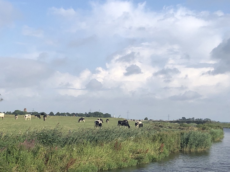 meerval natuur2