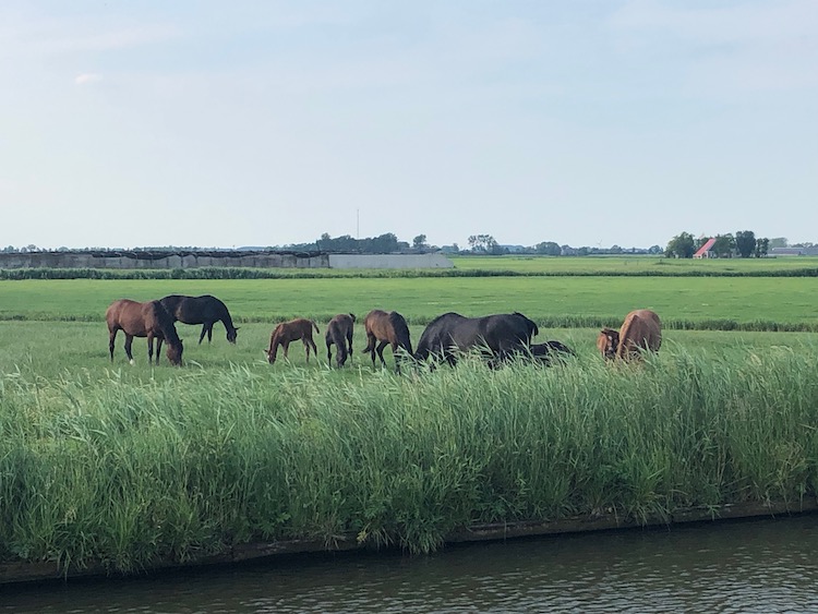 paardjes meerval