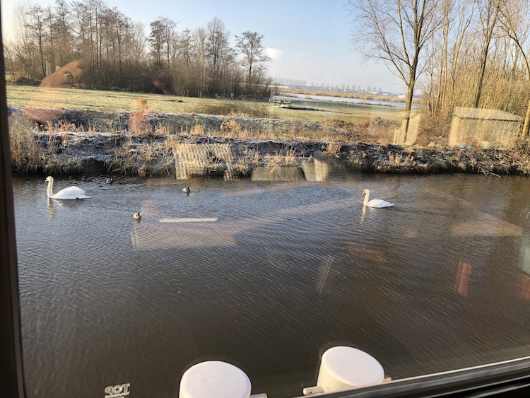 zwanen februari 2018