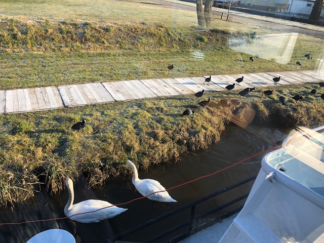 zwanen meerval feb 2018